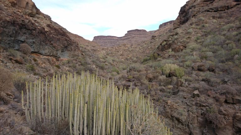 Im Barranco de Tauro