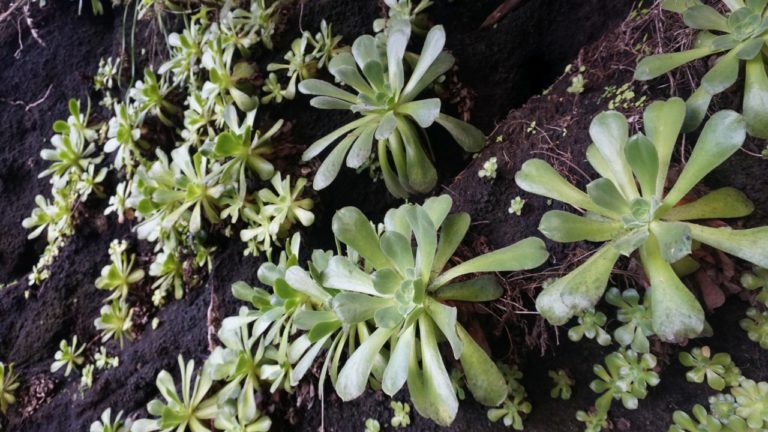 Formschöne Botanik säumt den Weg - Aeonium