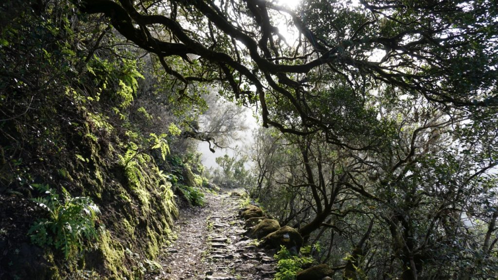 Abstieg durch die grüne Steilwand - zum Glück auf gutem Pflasterweg