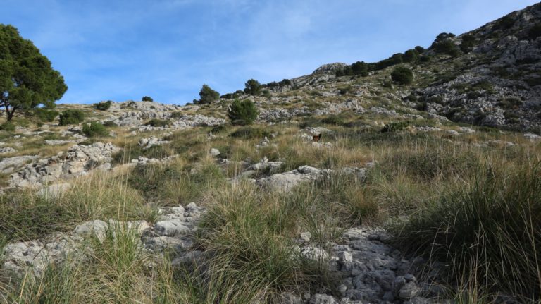 Nach dem Graben leiten viele Steinmännchen den Westhang hinauf.