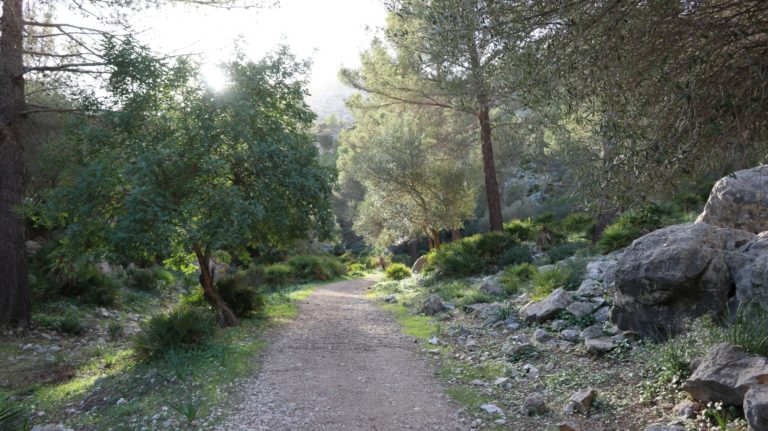 Bequemer Waldweg nach Ses Sínies