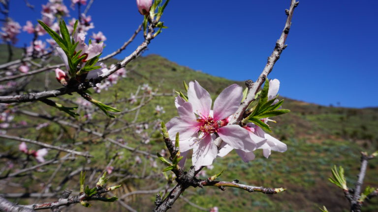 Mandelblüte
