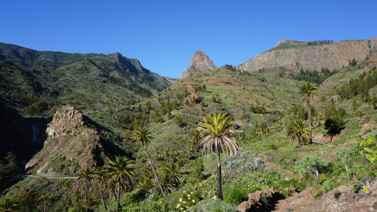 Palmen im Barranco Benchijigua
