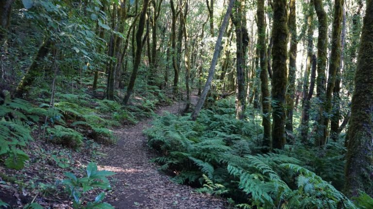 Im Urwald des Nationalparks Garajonay