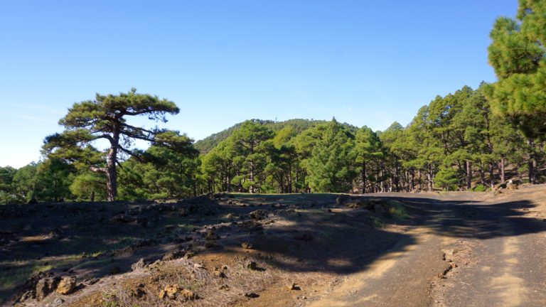 Forstweg zur Cueva del Mocán