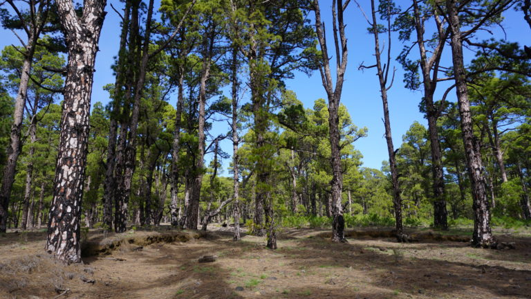 Im duftenden Kiefernwald