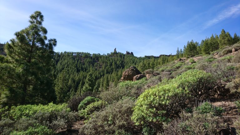 Der Osthang des Roque Nublo Plateaus ist außergewöhnlich grün.