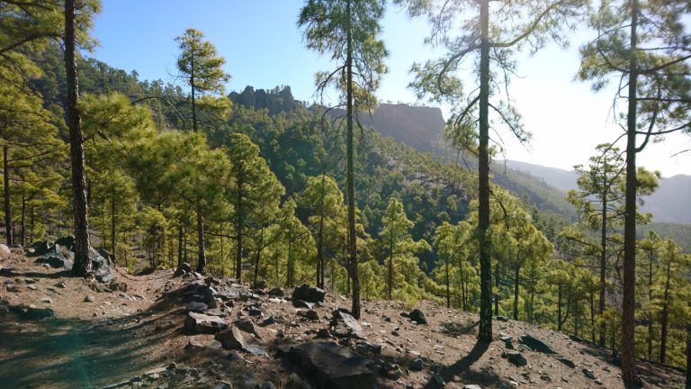 Im Pilancones-Kiefernwald