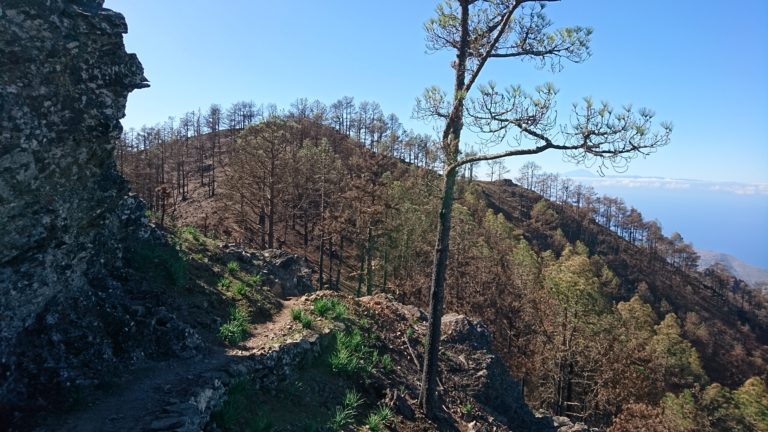 Ein Waldbrand hat grosse Glächen des¨Pinienbestandes zerstört.