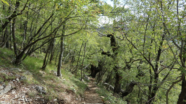 Abstieg durch schönen grünen Wald.