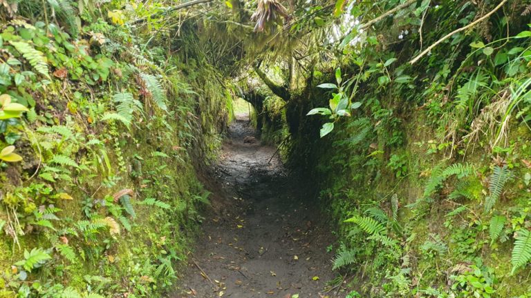 Der Weg zur Hütte erfreut mit üppiger Vegetation.