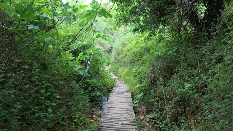Dichter Bewuchs am Anfang der Schlucht