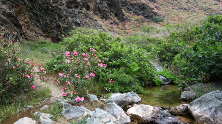 Oleander am Bach