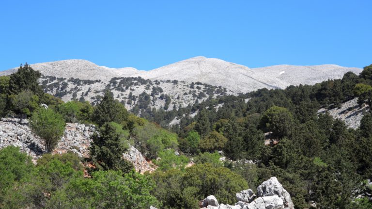 Die Hänge sind bis 1600 m bewaldet.