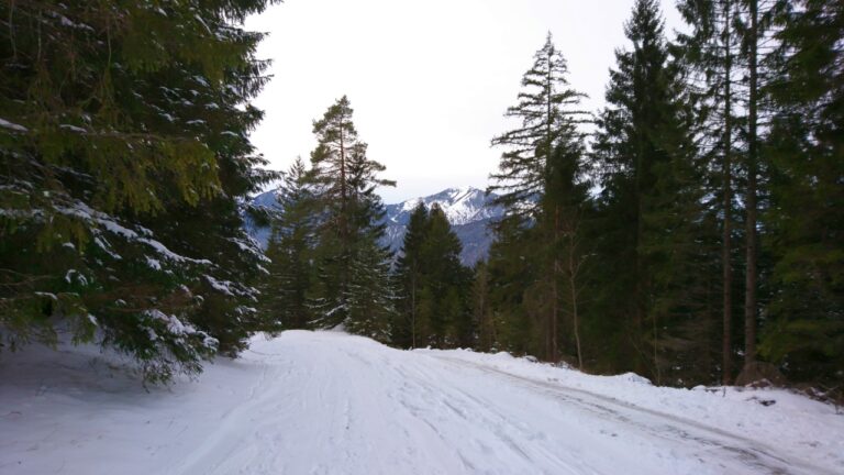 Neben der Forststrasse liegt teilweise genug Schnee.