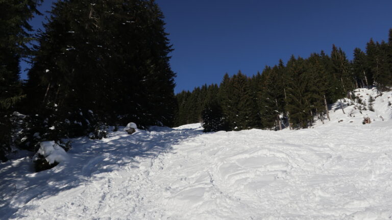 Aufstieg durch die Waldschneise im Argenwald