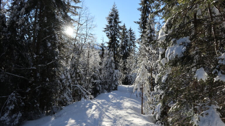 Waldschneise zwischen Auer Ried und dem Forstweg zum "Jägerstand"