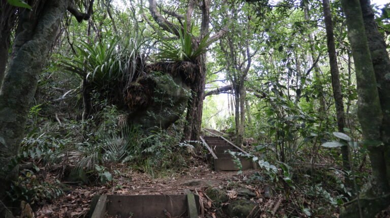 Treppen im Regenwald