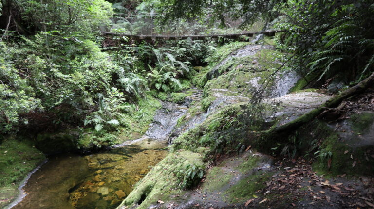 Webb Creek Track