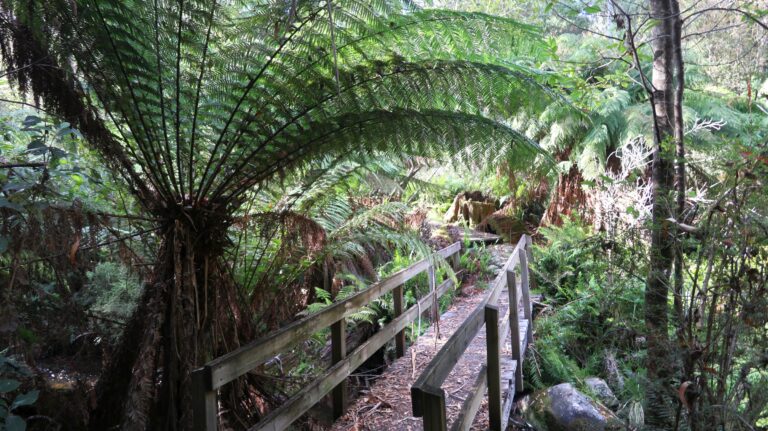 Tree Fern Walk