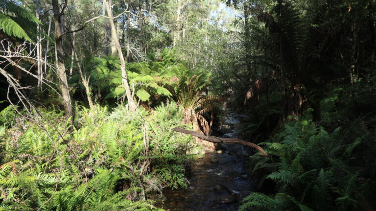 Mountain Creek