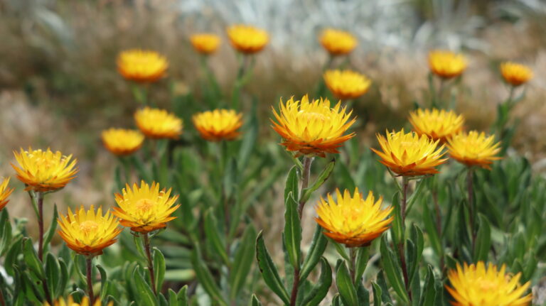 Leuchtende Strohblumen