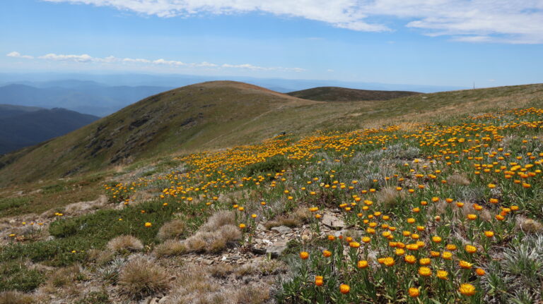 Strohblumen am Gipfel