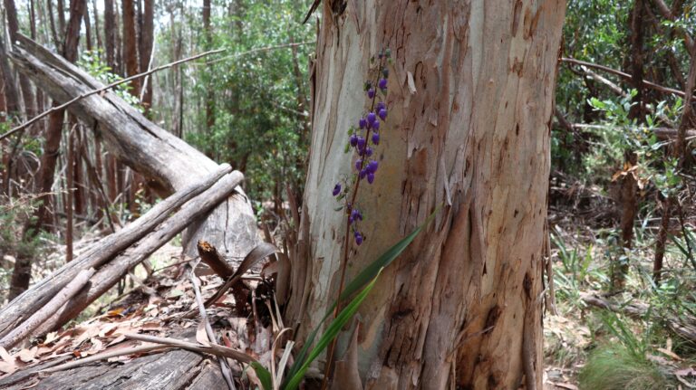 Dianella tasmanica, Achtung die Früchte sind giftig!