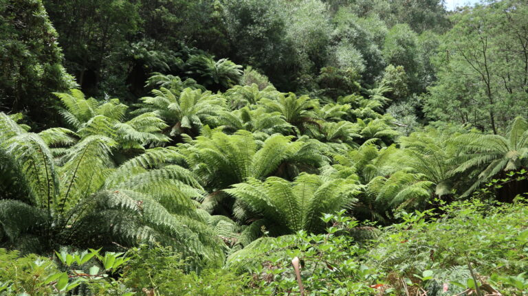 Tree Ferns beim Abstieg vom Camp Creek Gap zum Forstweg