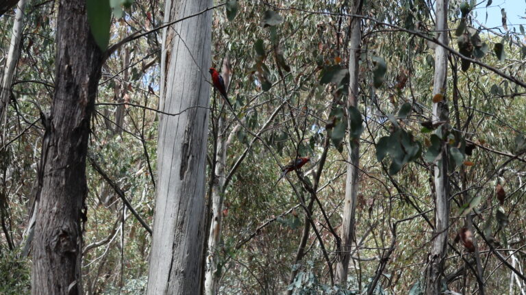 Bunte Vögel im Eukalyptuswald um den Monolith