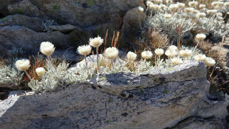 Strohblumen am Gipfel
