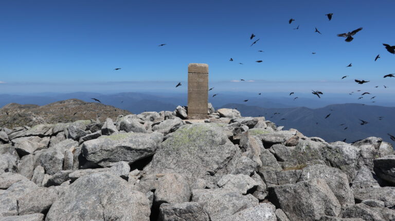 Viele Raben am Mount Townsend