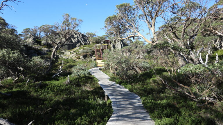 Snow Gums Lookout