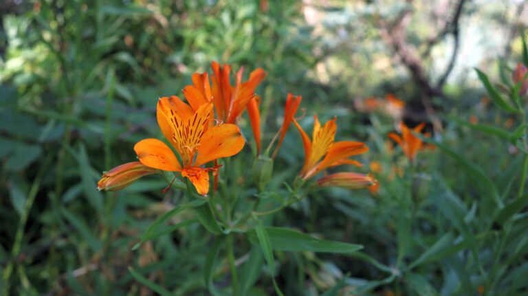 Inkalilie orange Ausführung