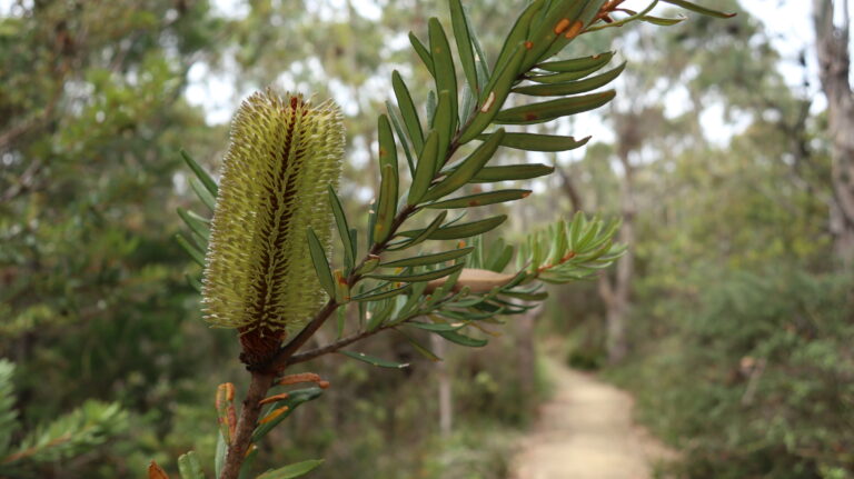 Dank der exotischen Pflanzen wirds jedoch nicht langweilg. Hier eine Banksia.
