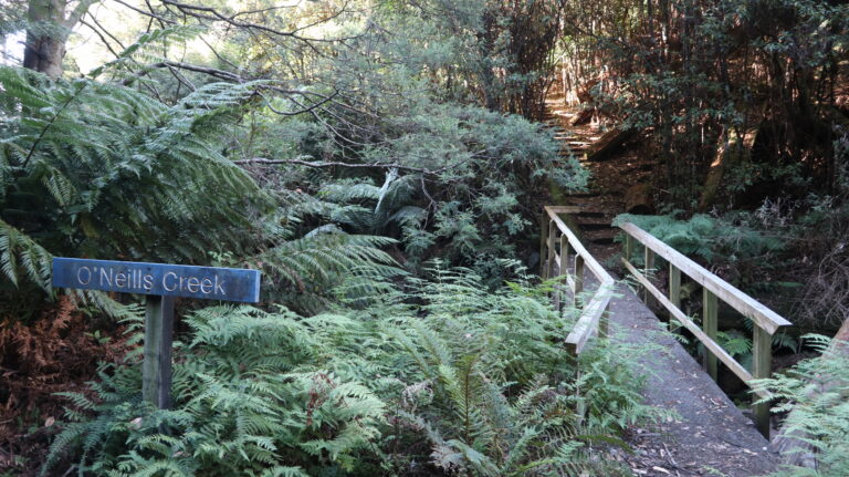Die Brücke markiert das Ende des Farnwalds.