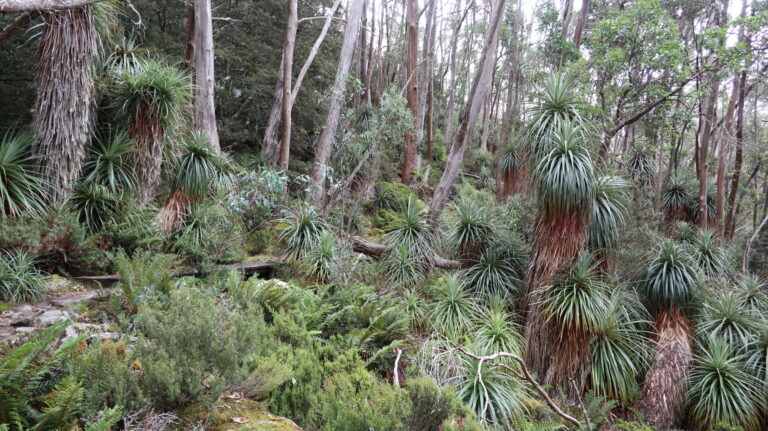 Richea pandanifolia am Lake Dobson, eine endemische Pflanze.