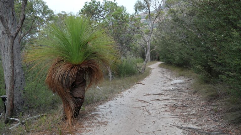Ein Grasbaum (Xanthorrhoea australia), die Art ist durch den durch Europäer eingeführten Phytophthora Pilz bedroht.