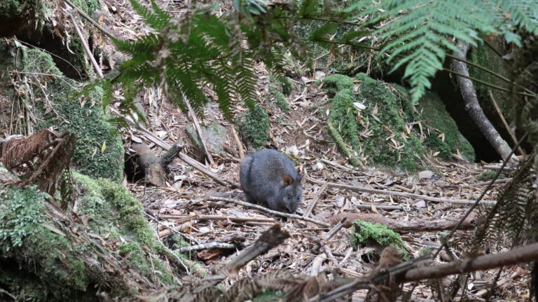 Ein Tasmanian pademelon (gerhören zur Familie der Kängurus)