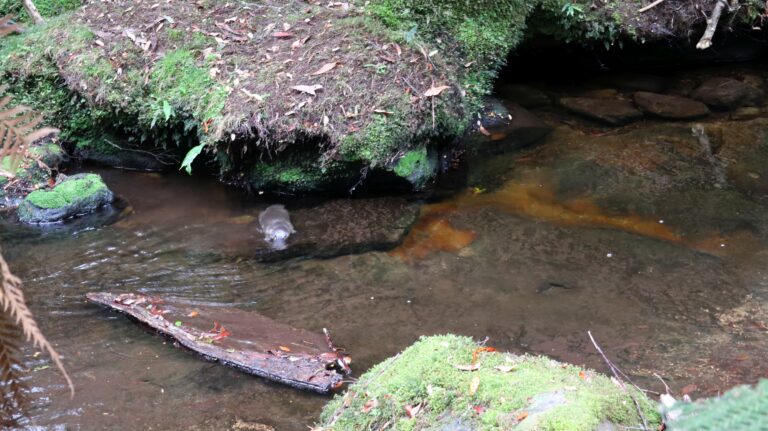 Platypus / Schnabeltier, ein eierlegendes Säugetier am Horseshoe Fall
