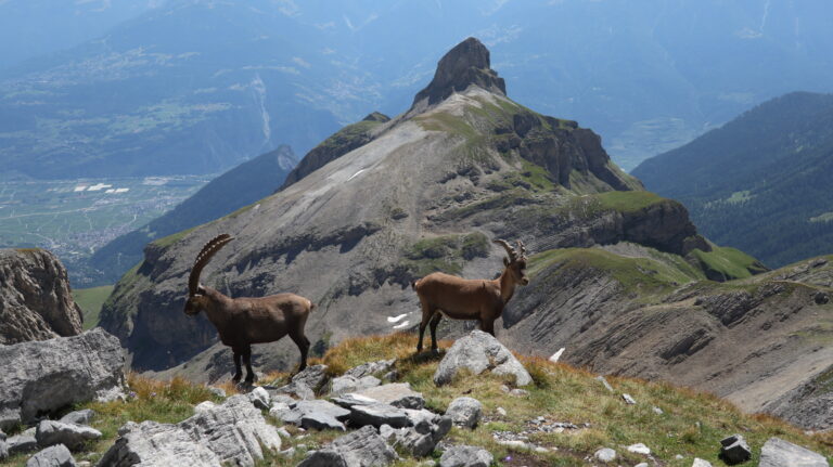 Steinböcke posieren vor der Pointe de Chémo.