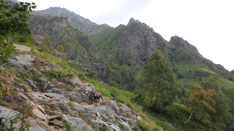 Steinbock auf dem Wanderweg zum Rifugio Coca