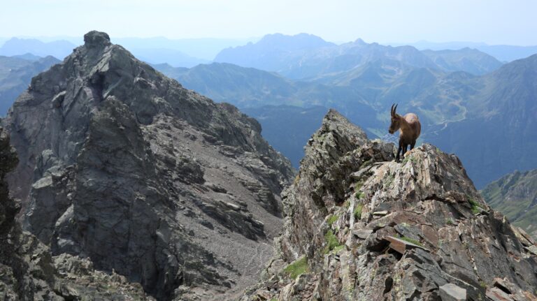 Steinbock am Wegesrand