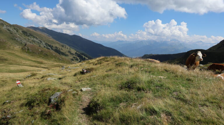 Abstieg durch Kuhweiden