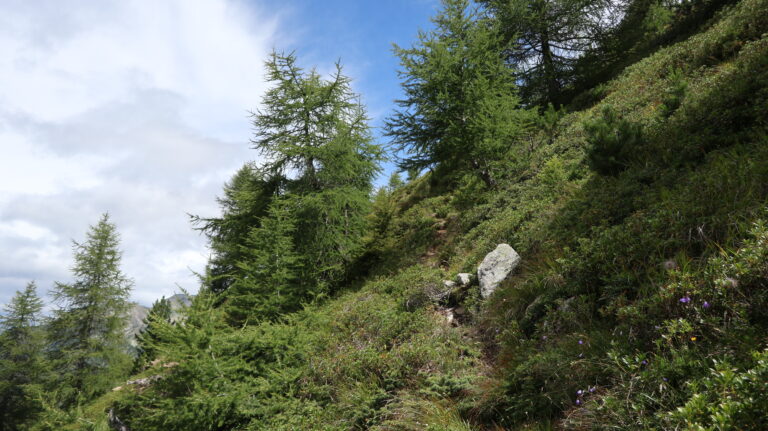 Etwas zugewachsener Abstieg vom Cima Verda Nordgrat