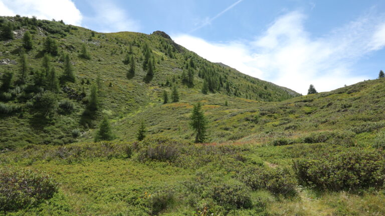 Alpenrosen-Heidelbeerhochebene