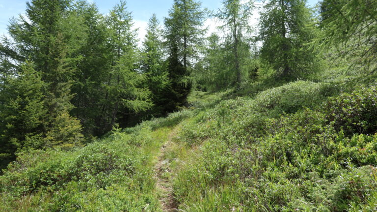 Aufstieg im Lärchenwald