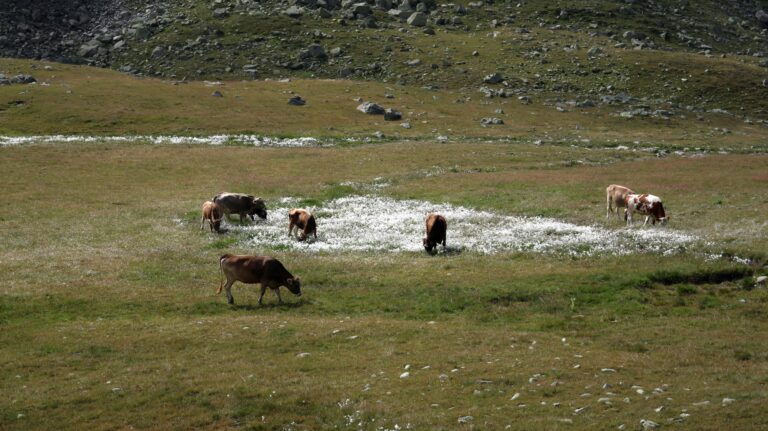 Das Wollgras schmeckt den Kühen anscheinend.